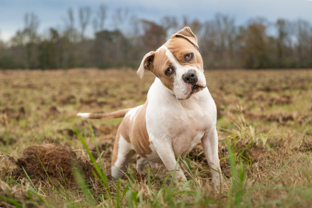 Rocky the dog in a field